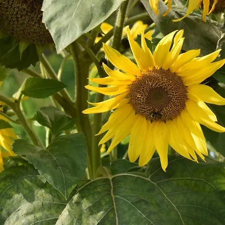 Semesterbostad Igloo In Saaremaa Kapra