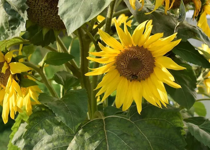 度假居 Igloo In Saaremaa Kapra